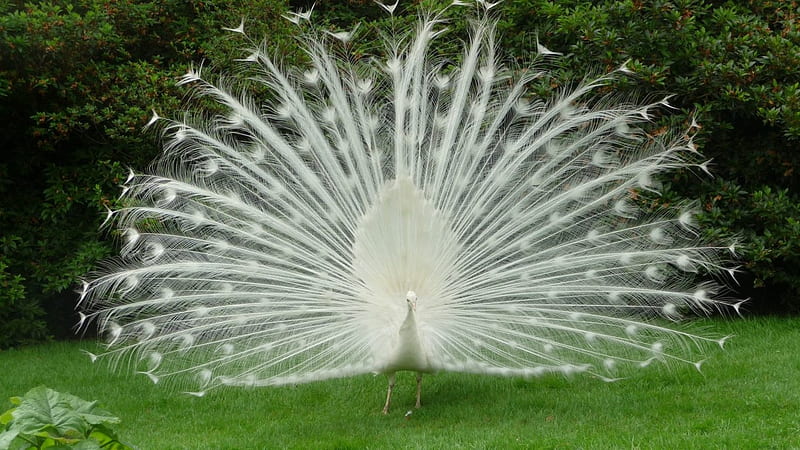 white peacock, peacock, white, bird, grass, HD wallpaper