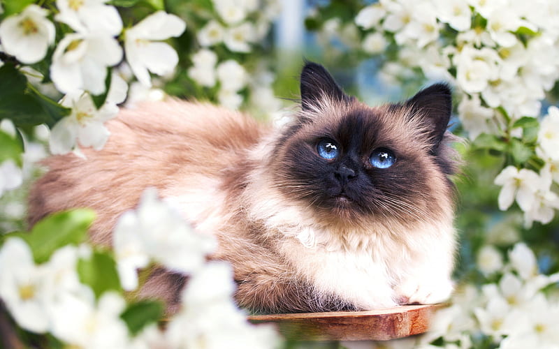 Siamese cat, big fluffy cat, pets, blue eyes, cats, cute animals, HD wallpaper