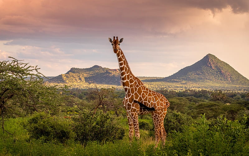 Giraffe, Africa, large, animal, HD wallpaper