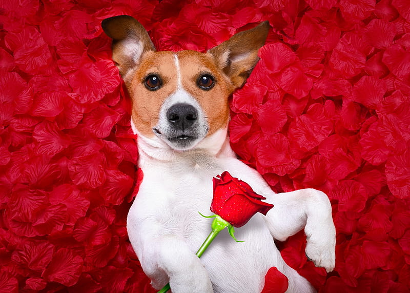 Happy Valentine's Day!, rose, caine, valentine, trandafir, card, jack russell terrier, petals, funny, dog, HD wallpaper