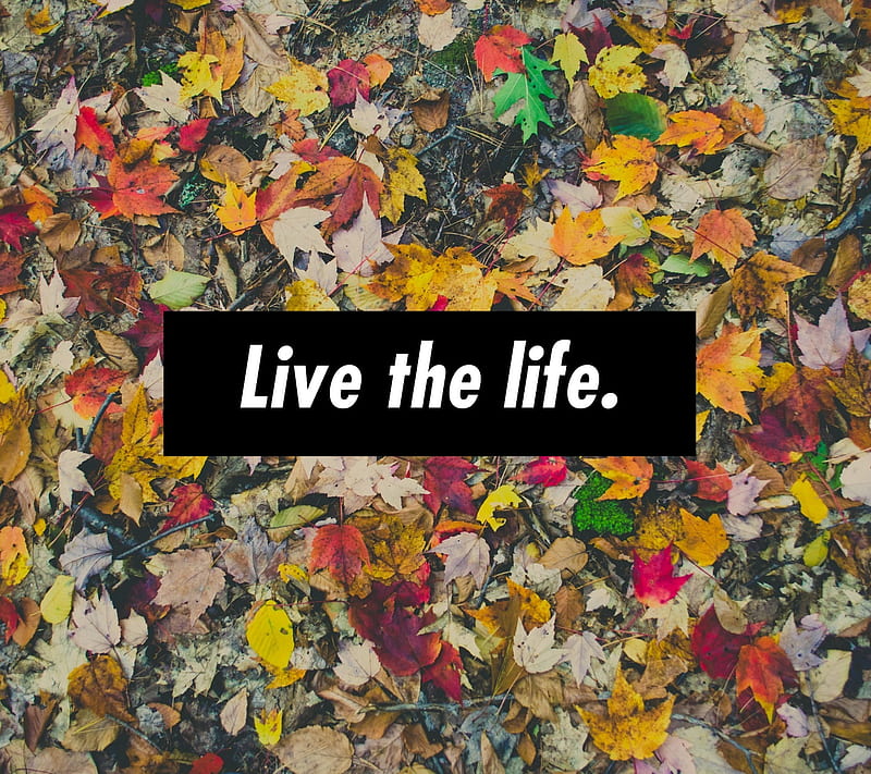 Live the life, frase, vida, HD wallpaper
