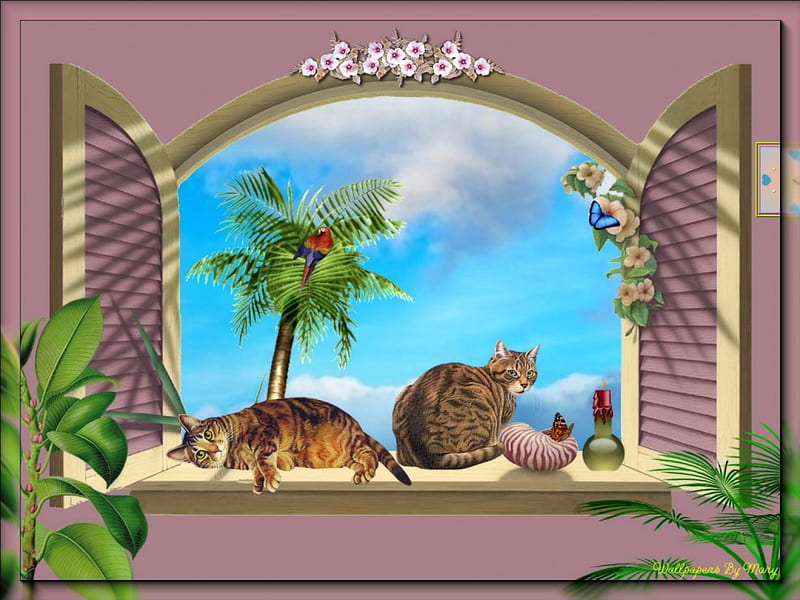 Looking Out My Window 1600x1200, Tropical, Cats, Cat, Tropics, Windows, HD wallpaper