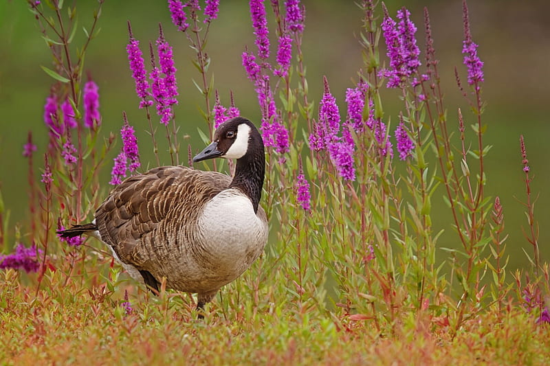 *** Wild goose on the meadow ***, birds, goose, animals, wild, HD wallpaper