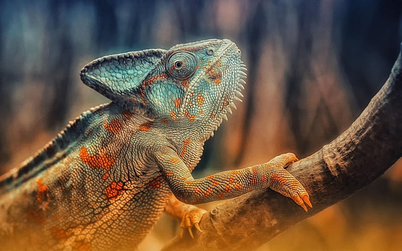 chameleon, reptile, lizard, HD wallpaper