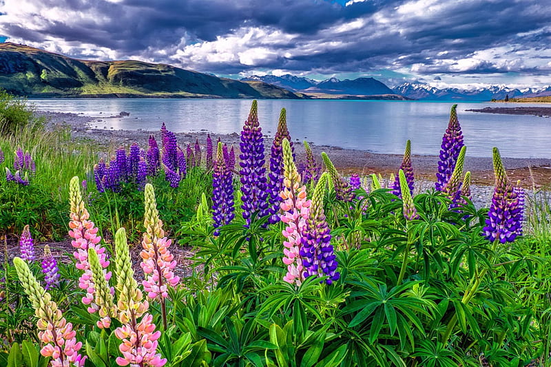 Lake lupine, shore, cloudy, bonito, sky, clouds, lupine, serenity, summer, flowers, nature, reflection, meadow, HD wallpaper