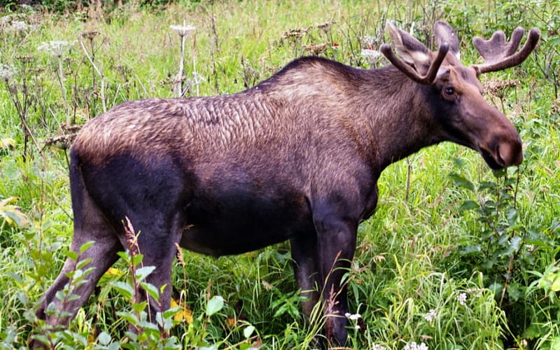 Anchorage Moose 2, USA, moose, Alaska, wild life, Anchorage, graphy, wide screen, nature, scenery, landscape, HD wallpaper