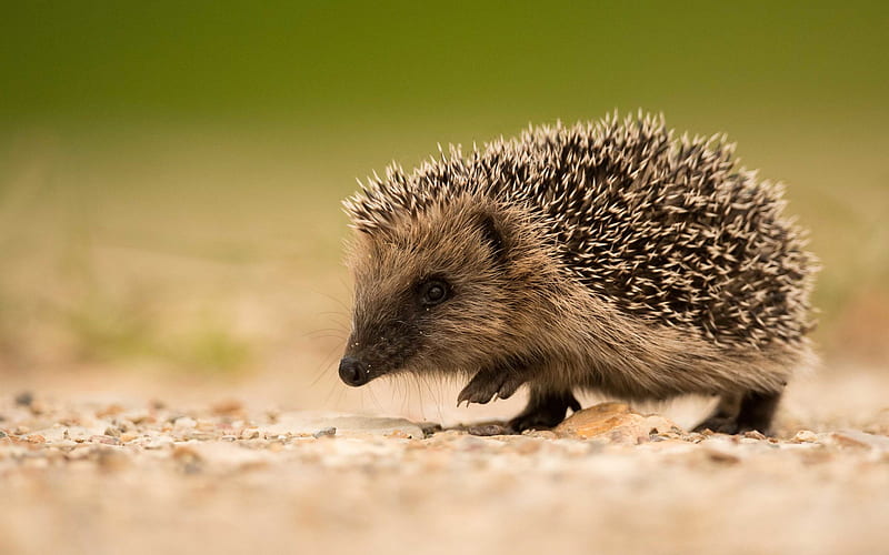 little hedgehog, cute animals, wildlife, forest animals, hedgehogs, HD wallpaper