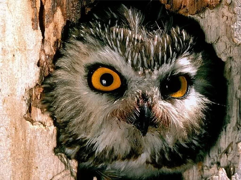 Peering Out, closeup, tree hollow, owl face, bird, HD wallpaper