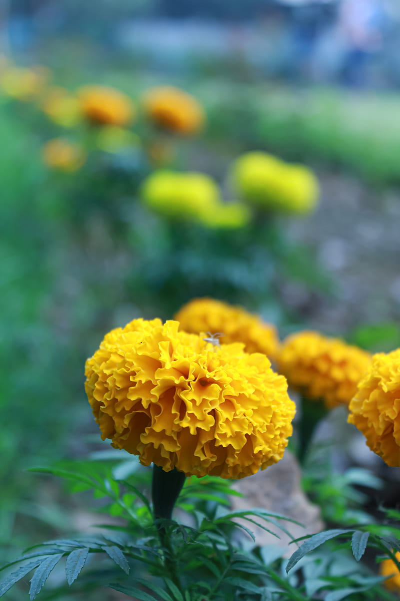 Yellow Flower in Tilt Shift Lens, HD phone wallpaper