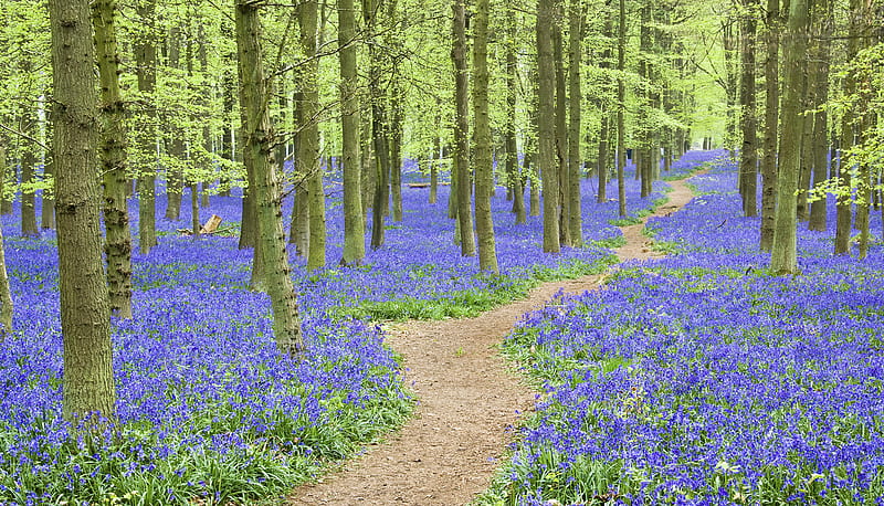 Bluebells, Ashridge Forest, Hertfordshire, England, forest, flower, ashridge, hertfordshire, trees, bluebells, HD wallpaper