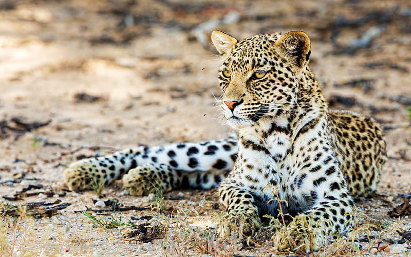 leopard, bokeh, wildlife, predators, mammals, Panthera pardus, leopard with blue eyes, leopards, HD wallpaper