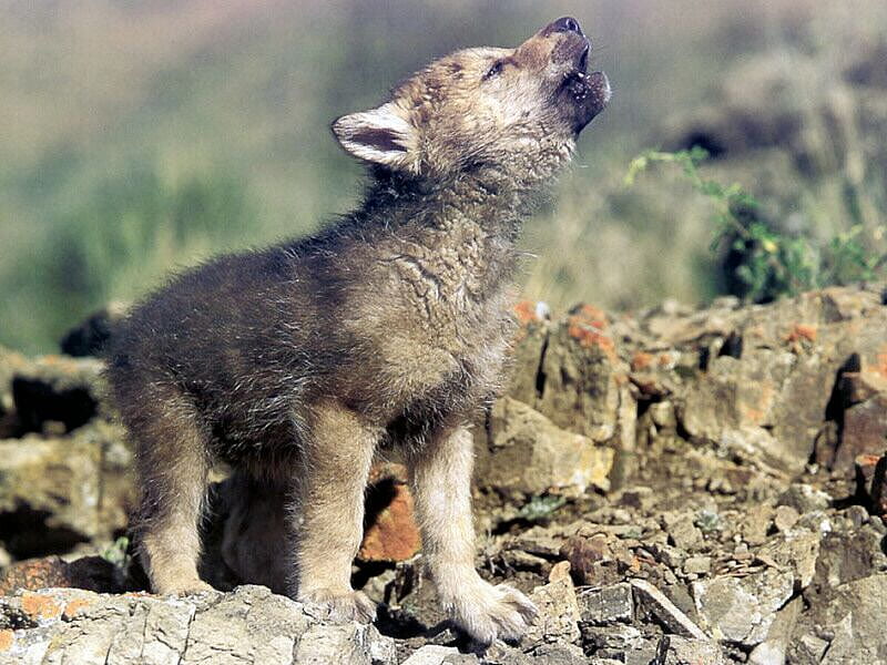 Baby Wolf Howling, rock, puppies, moon, grey wolf, wildlife, nature, baby wolves, wolves, howling, HD wallpaper