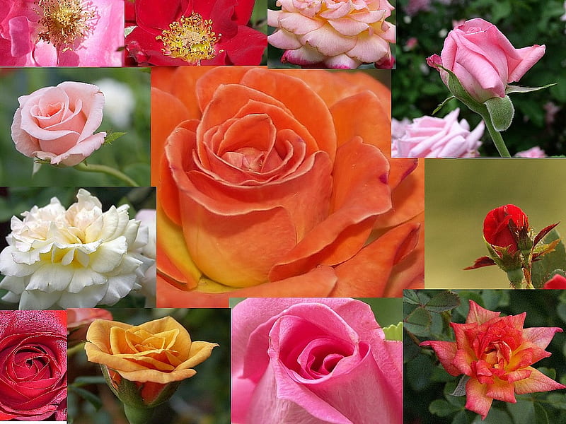 Fascination & Anticipation of Roses., color, roses, tender, love glorious, HD wallpaper