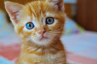 HD cute orange kitten wallpapers  Peakpx