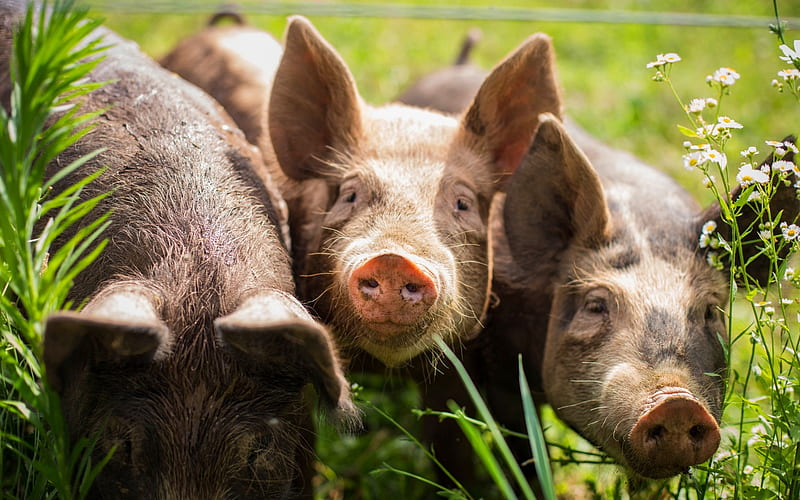 pigs, farm, green grass, funny animals, little pigs, HD wallpaper