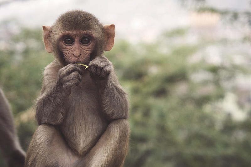 selective of brown and white primate, HD wallpaper