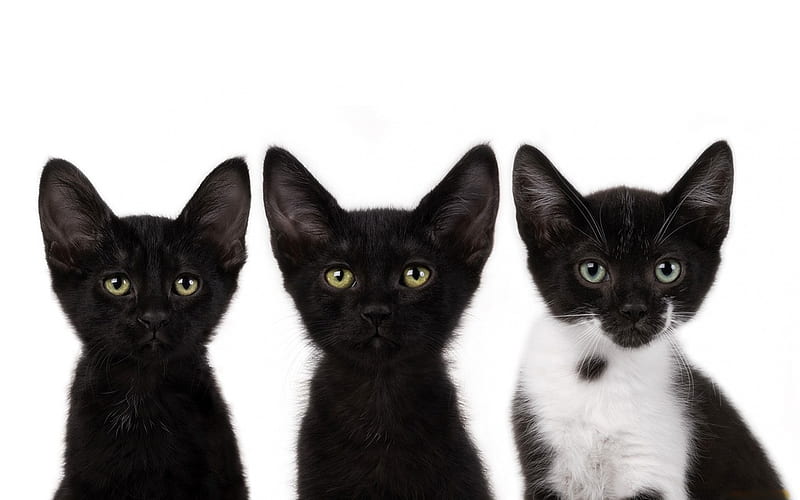 Three cat brothers, feline, cat, kitten, animal, HD wallpaper