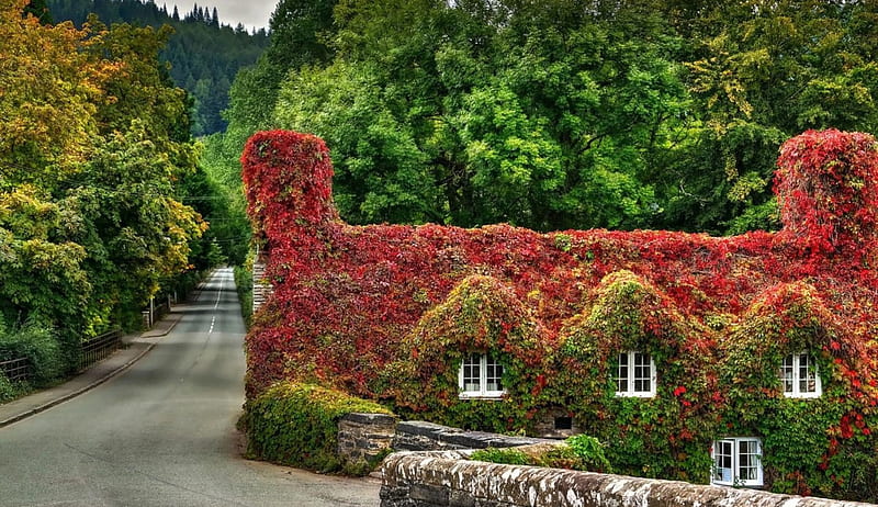 Beautiful House, amazing, nature, house, road, HD wallpaper | Peakpx