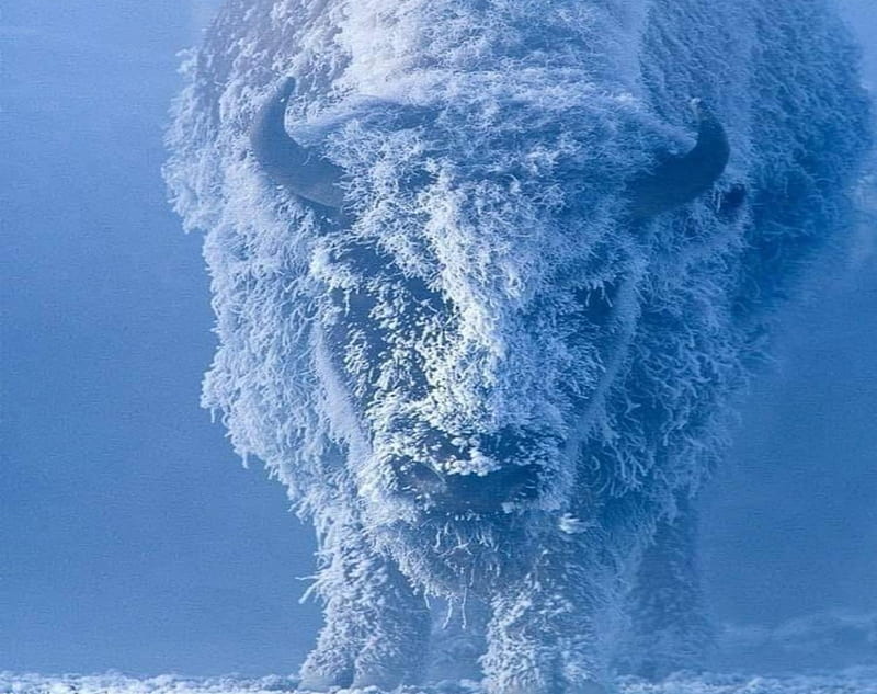 Ice And Snow Buffalo, Ice, Album, Buffalo, White, Snow, Art, Blue, HD wallpaper