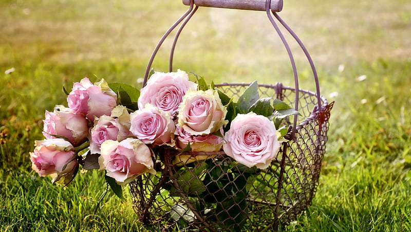 Metal Basket of Pink Roses FC, romance, Rose, bonito, floral, graphy, metal basket, love, wide screen, flower, beauty, HD wallpaper