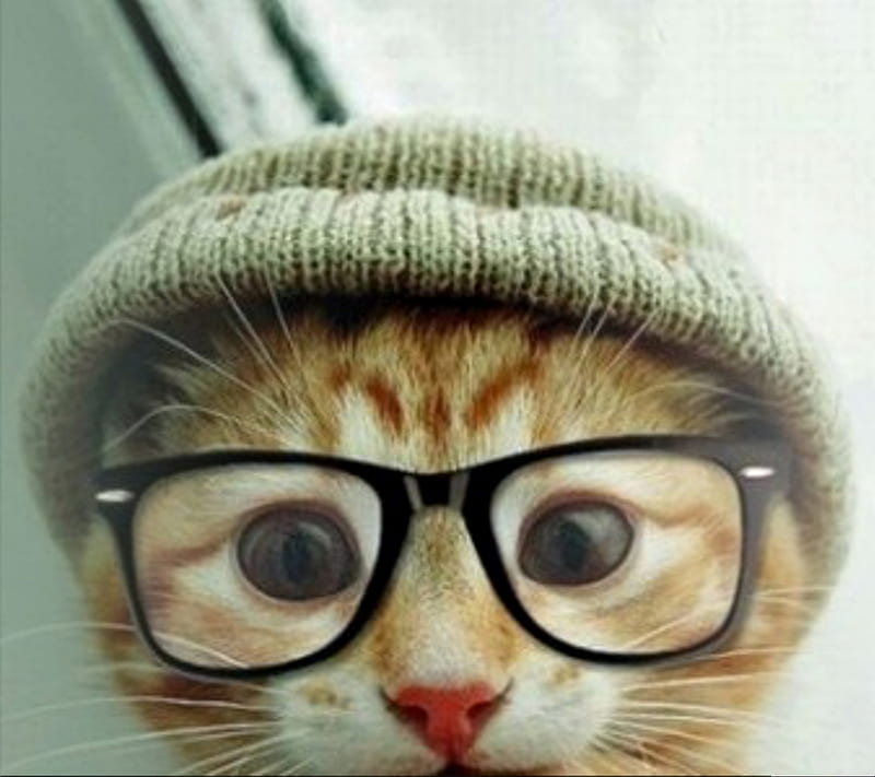 hipster cat, cute cat, kitty cat, HD wallpaper