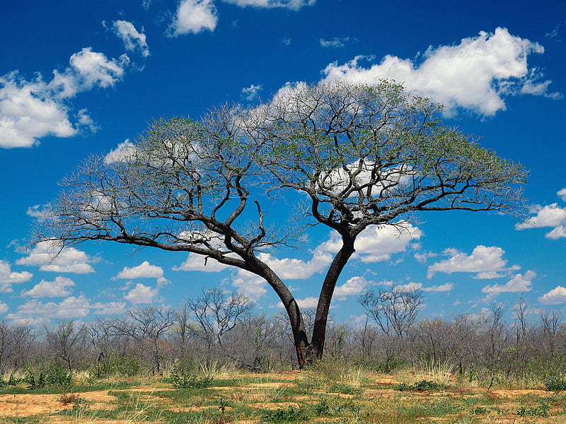 Shakawe Botswana, tree, clouds, sky, africa, botswana, HD wallpaper