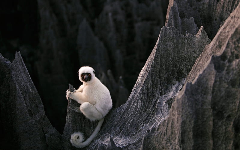 lemur sit stones-Animal, HD wallpaper