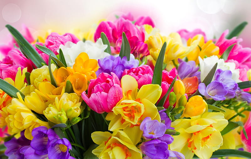 Mix of spring flowers, pretty, colorful, lovely, daffodils, mix, scent, bonito, spring, sia, bouquet, narcissus, flowers, HD wallpaper