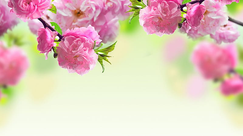 Beautiful Roses, ROSE, deciduous, PINK, LEAVES, ROSE HIP, HD wallpaper