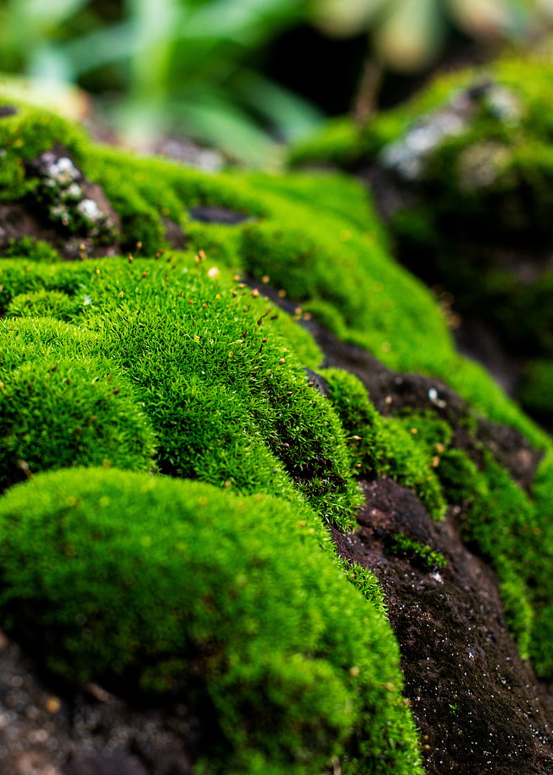 moss, macro, lichen, plant, HD phone wallpaper