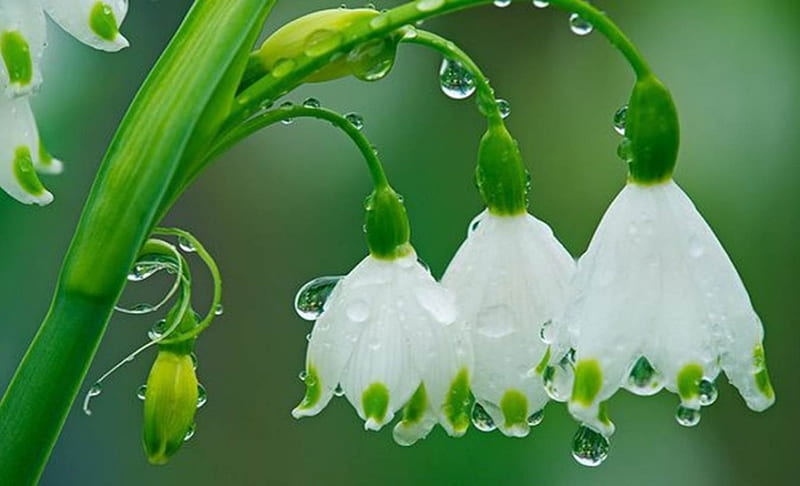 After The Rain, Lily, Flowers, Rain Drops, Nature, HD wallpaper