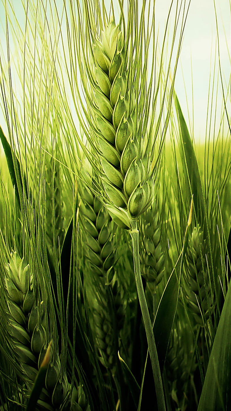 green wheat spike, android, green, iphone, natural, new, samsung, unique, wheat, HD phone wallpaper