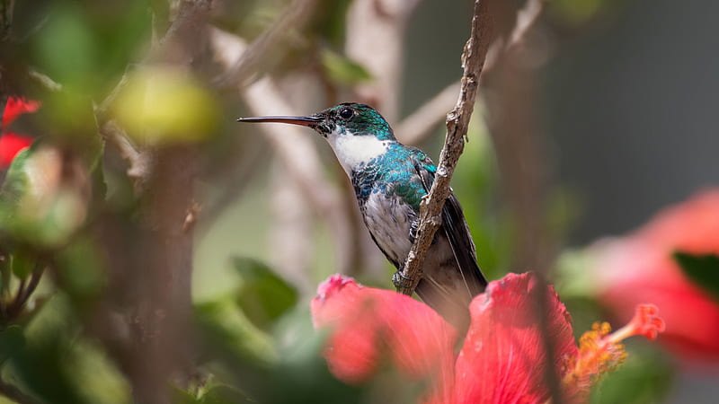 Blue White Sharp Beak Hummingbird Is Standing On Plant Stalk In Blur Background Birds, HD wallpaper