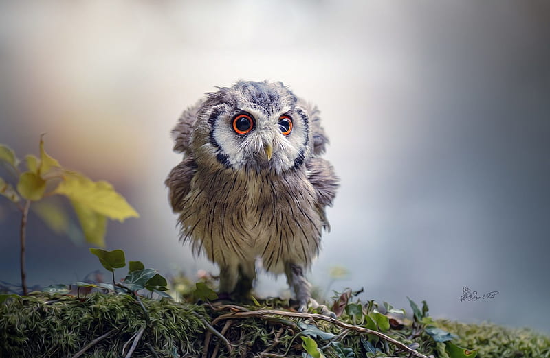 Cute Owlet Ultra, Animals, Birds, Bird, Cute, owl, HD wallpaper