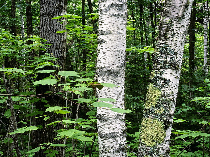 Aspen Trunks, north, forest, woods, trees, ontario, leaves, green, quetico provincial park, tree trunk, canada, HD wallpaper