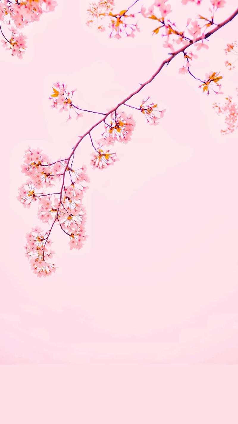 Pink aesthetic . Pink ipad, Pink girly, Pink background, Cute Pink, HD  phone wallpaper