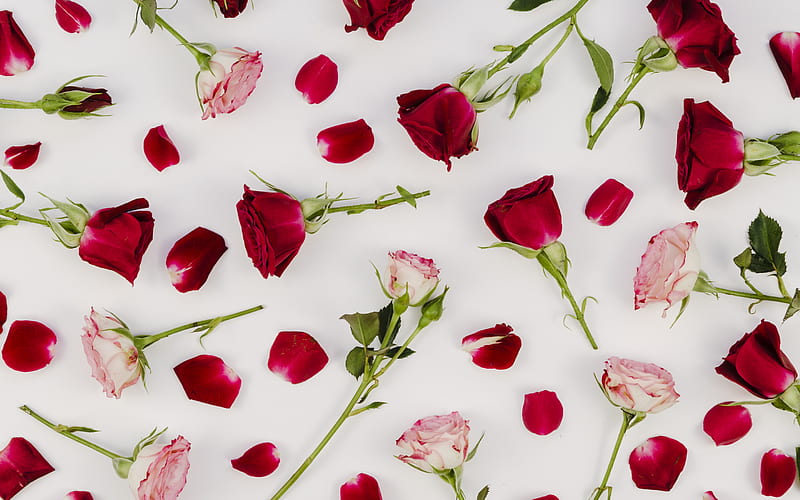 background with red roses, texture with roses, floral background, floral texture, HD wallpaper