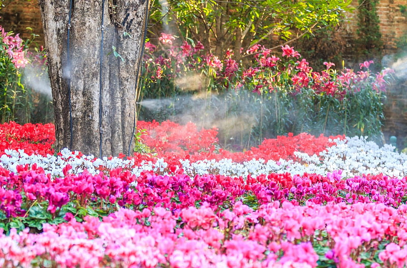 Blooming Cyclamen, colorful, pink flowers, mist, tree, water, summer, flowers, beauty, garden, nature, HD wallpaper