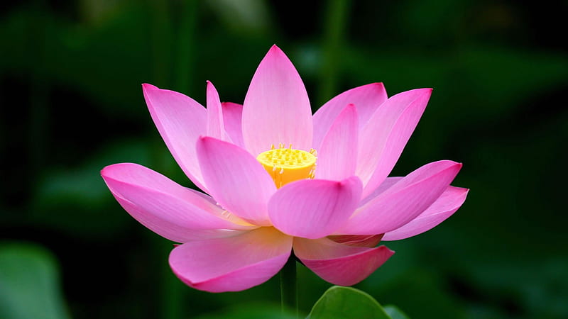 Share more than 74 pink lotus wallpaper super hot