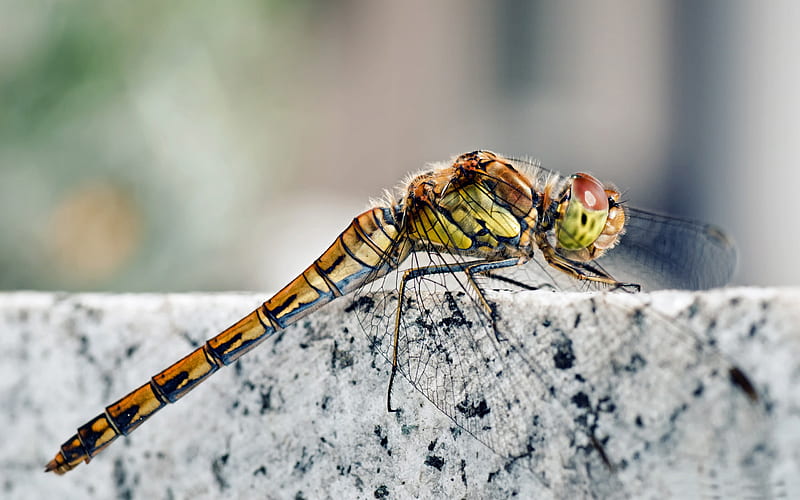 dragonfly macro-all kinds of insects, HD wallpaper
