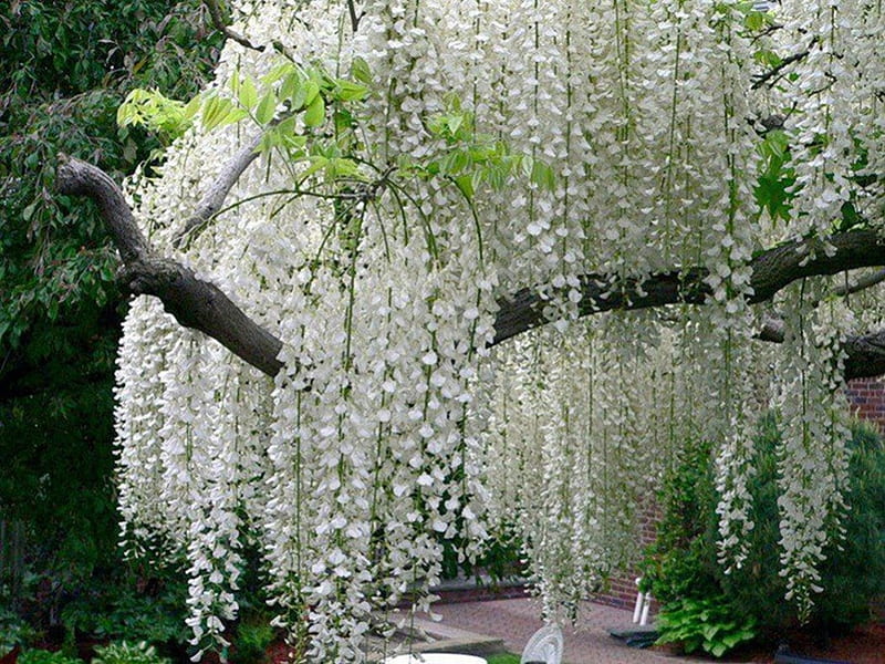 árboles de flores blancas, árbol, flores, jardín, primavera, hojas verdes,  floreciendo, Fondo de pantalla HD | Peakpx