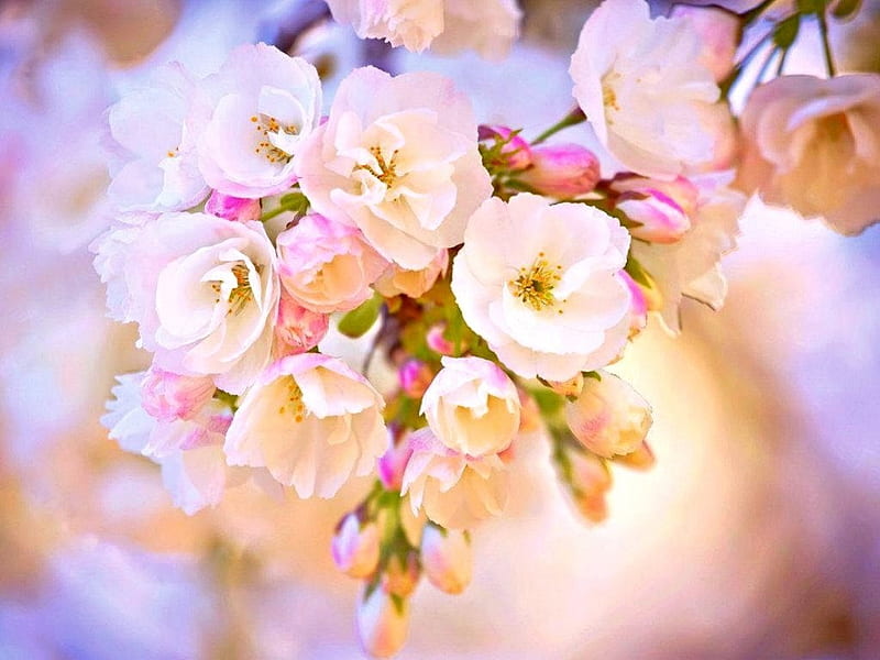Flores de primavera, bonitas, primavera, flores, naturaleza, Fondo de  pantalla HD | Peakpx