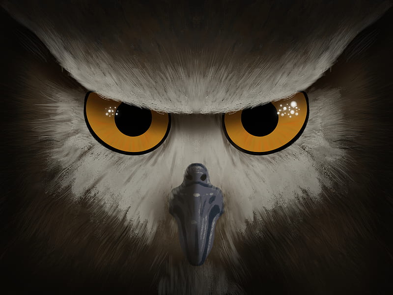 Angry Owl, ios, owls, HD wallpaper