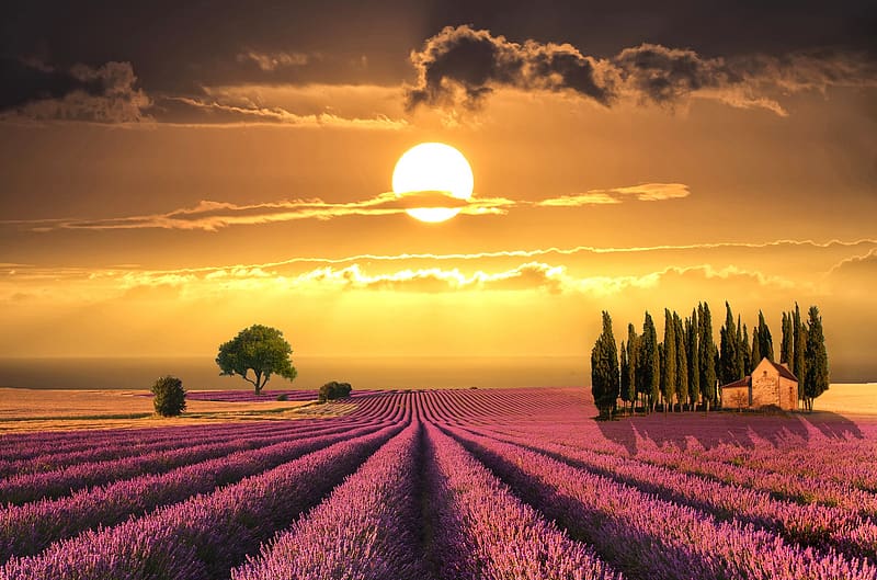 Sunset, Sun, Tree, House, Field, Painting, Artistic, Lavender, Tuscany, Purple Flower, HD wallpaper