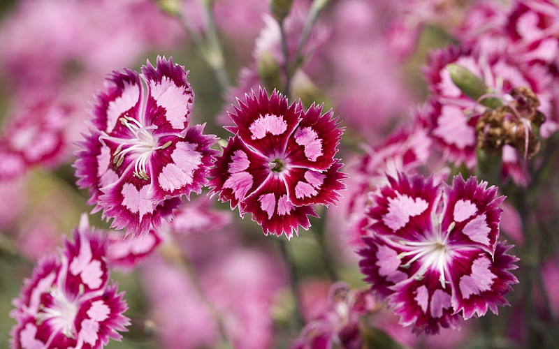 cranberry ice dianthus-Summer flowers, HD wallpaper