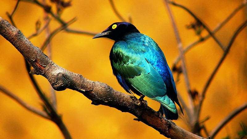 Blue Bird-Animal World Series, HD wallpaper