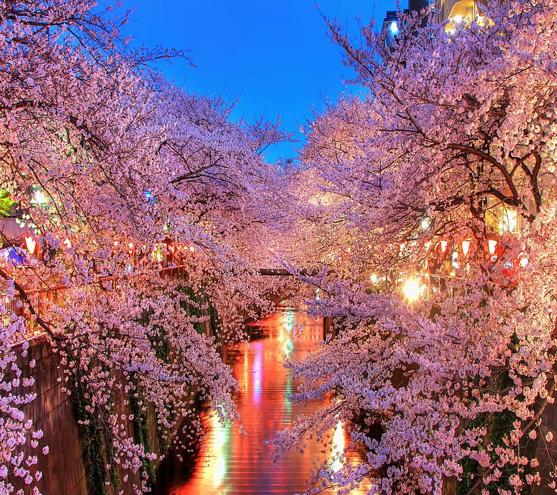 Lovely blossom, beauty, cute, flowers, lights, nature, pink, HD ...