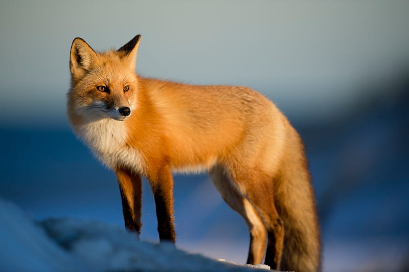Fox Wild , fox, animals, HD wallpaper