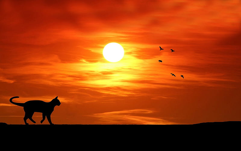 Sunset, black, red, silhouette, roof, pisici, cat, HD wallpaper