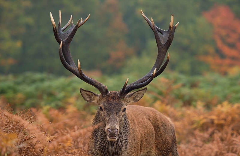 King of the woods, animal, deer, horns, max ellis, cerb, brown, HD wallpaper